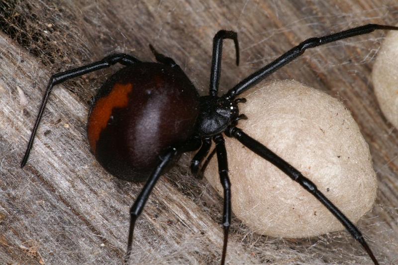 Latrodectus_hasselti_D3630_Z_85_Hamelin pool_Australie.jpg